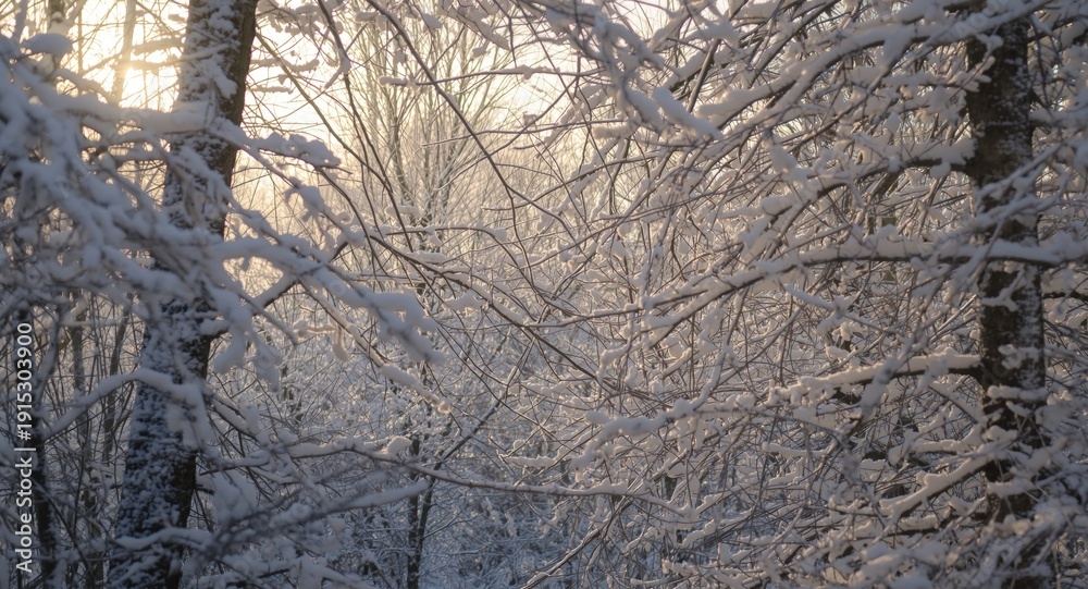 Obraz premium Sunlight streaming through heavily snowed upon forest limbs