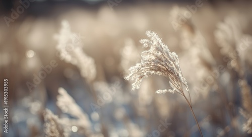 Blurred bokeh setting with ...