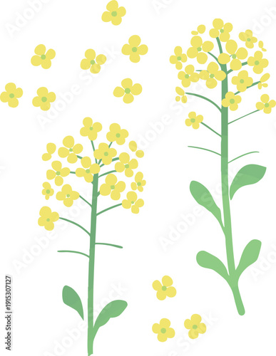 菜の花のベクターイラスト　春の黄色い花のシンプルなフラワー素材