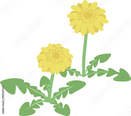 たんぽぽのベクターイラスト　春の野花のシンプルなフラワー素材