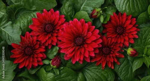 Vivid red dahlia floral des...