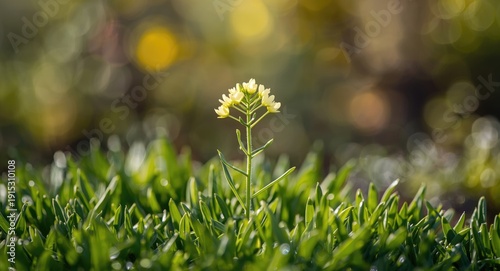 Young Senecio plant reveali...