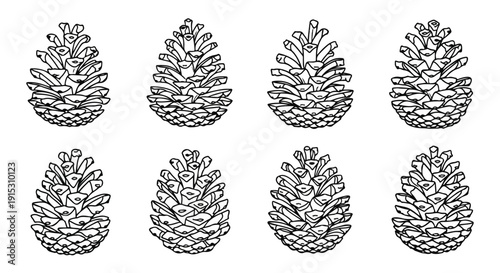 A collection of eight intricately detailed pine cones drawn in black and white Vector