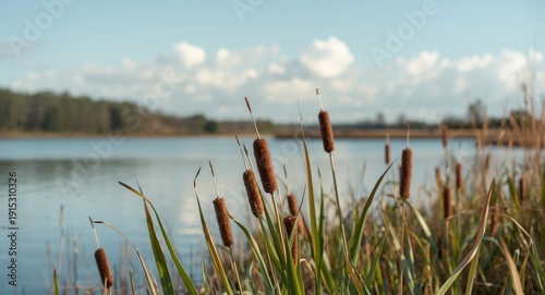 Peaceful cattail plants swa...