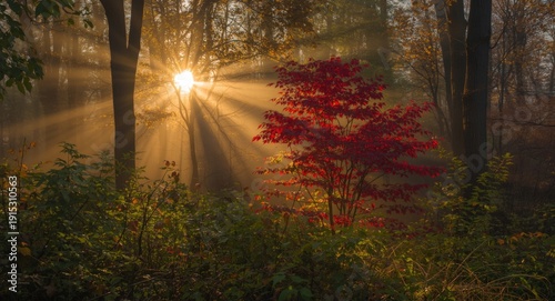 Sunbeam pierced fog reveali...