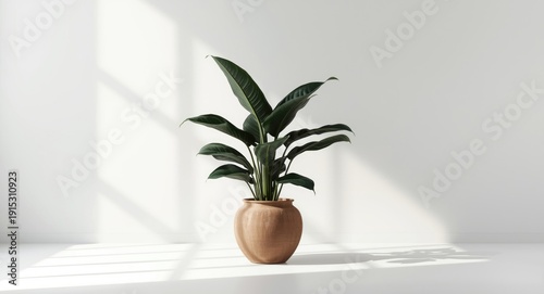 Indoor tropical Alocasia We...