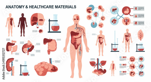 A comprehensive collection of human anatomy illustrations and healthcare materials, featuring various organs, systems, and medical laboratory equipment for educational purposes.
