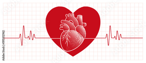 Anatomical human heart inside red symbolic heart with ecg pulse line – cardiology and love concept vector illustration.