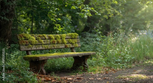 serene green moss covered b...