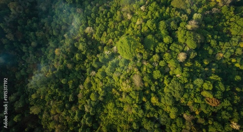 Aerial view of lush green w...