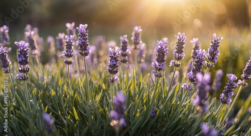 Sunlit lavender flower clus...
