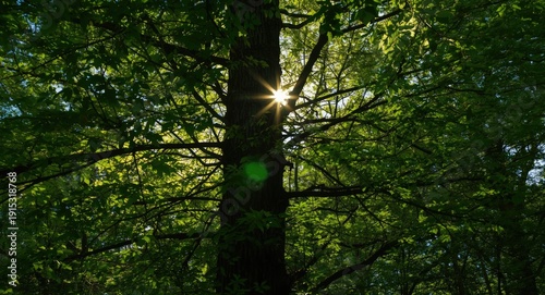 Sunlight breaking through t...