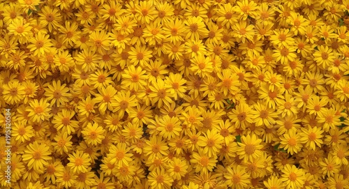 Dense grouping of yellow fl...