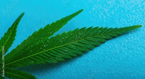 close up of a cannabis leaf...