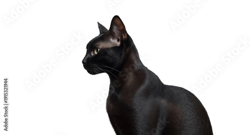 Shaved black cat profile ex...