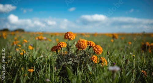 Vibrant orange marigold flo...