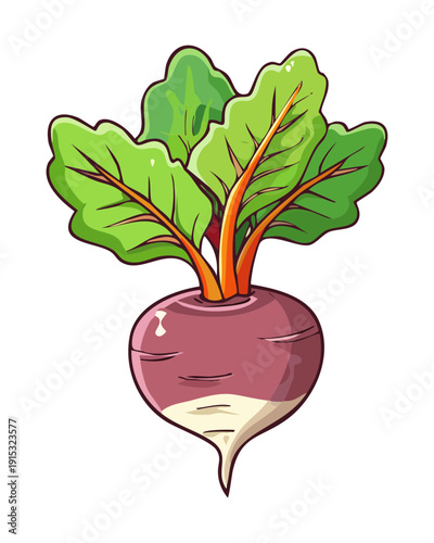 Fresh purple beet with green leaves and stems for healthy organic salad and juice production concept - Vector Illustration