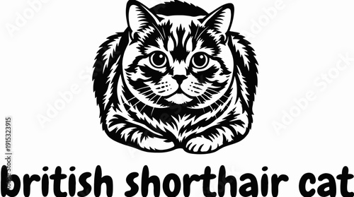 british shorthair cat breed domestic feline pet animal portrait with dense fur round face expressive eyes detailed realistic illustration black and white vector isolated