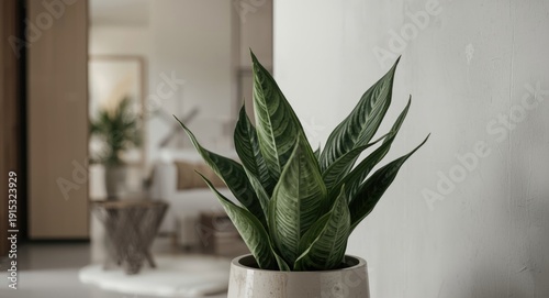 Sansevieria as a stylish el...