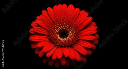 Radiant gerbera bloom captu...