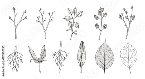 Illustrations of various plants showcasing their roots and leaves in intricate detail. Vector