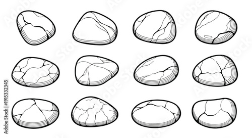 A diverse collection of seashells showcasing various shapes and patterns. Vector
