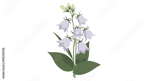 Botanical illustration of a delicate bellflower plant with light purple flowers and dark green leaves in a realistic flat style.