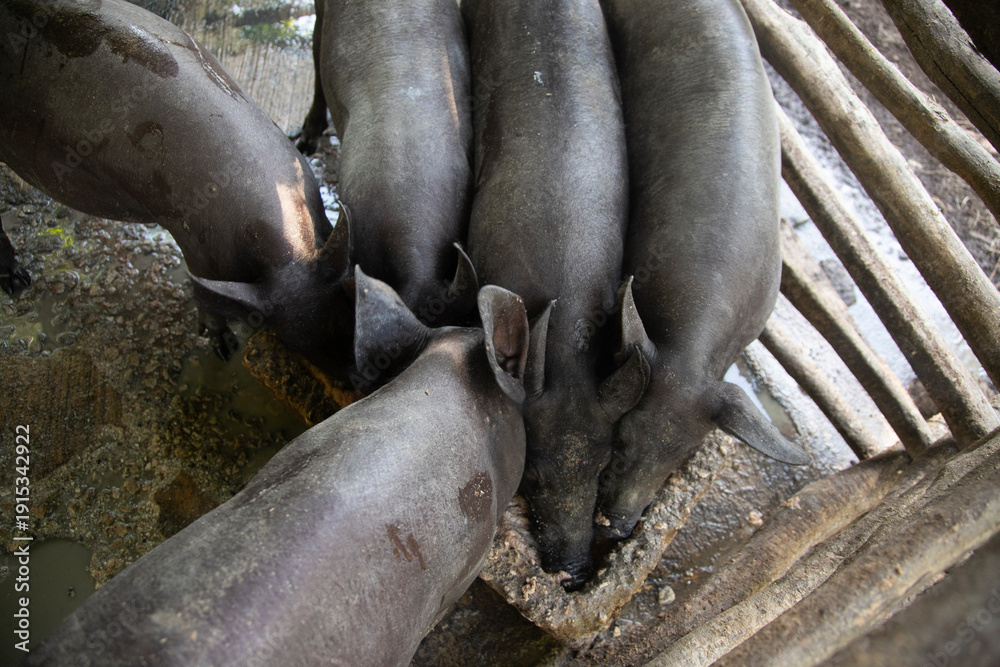 Fototapeta premium Mexican hairless Creole pig on a farm in a rural area in the interior of the Yukatan Peninsula.