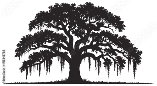 Live Oak Tree Silhouette southern oak tree vector with hanging Spanish moss, isolated on white, nature illustration, landscape design, botanical artwork elements
