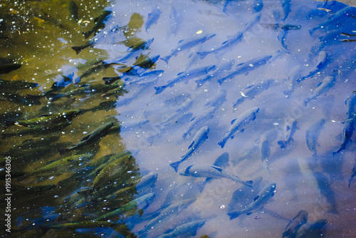 rainbow trout in open freshwater lake