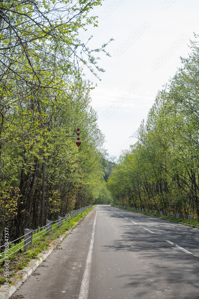 Obraz premium 新緑の森を通る道路