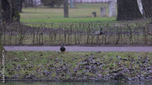 ducks flying towards a body of water