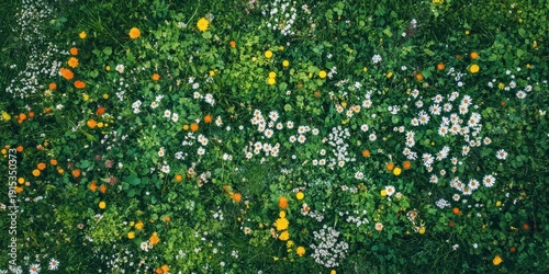 Aerial view of colorful wildflowers and green grass in a meadow
