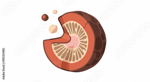Detailed illustration of a betel nut (Areca catechu) showing its internal cross-section, often used for traditional chewing in Southeast Asia.
