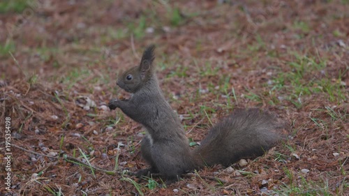 (Sciurus carolinensis) On a rainy day, it searches for food through the vegetation