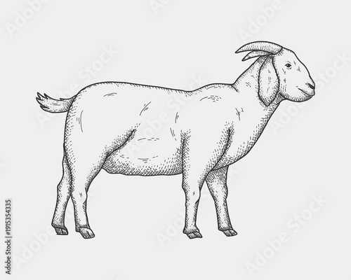 Goat Farm Animal Engraving Illustration.  perfect for agriculture design and rustic themed projects