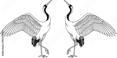 WebPair of Japanese red-crowned cranes dancing with spread wings in hand-drawn engraving style vector illustration isolated on white background for zen wedding decor and nature art