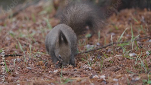 (Sciurus carolinensis) On a rainy day, it searches for food through the vegetation