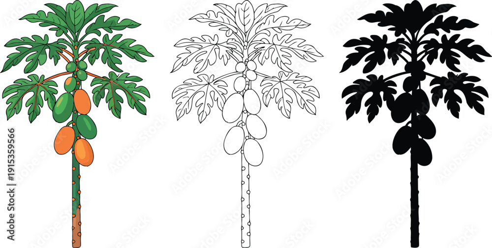 Fototapeta premium Papaya tree silhouette & Outline and illustration set isolated on transparent background