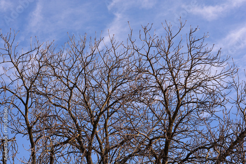 Common horse chestnut branches with leaf buds against blue sky - Latin name - Aesculus hippocastanum
