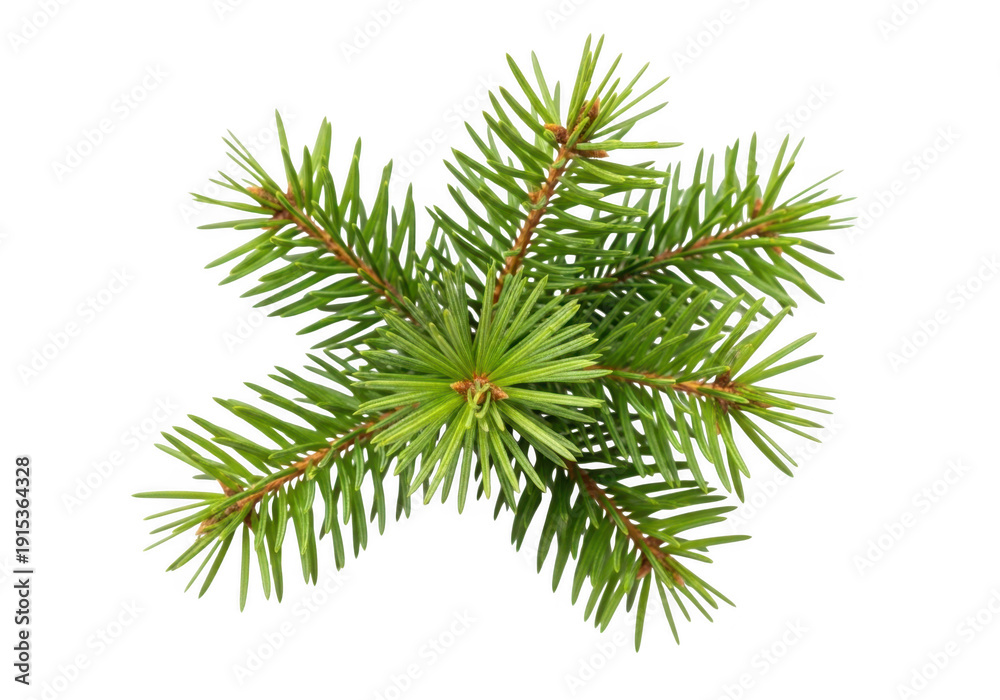 Obraz premium Close up view of a green pine branch against a black background