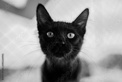 Black Cat Portrait in Black and White with Intense Eyes Close Up