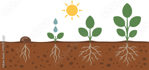 Plant Growth Stages Outline Icon Set Seed to Mature Plant Concept