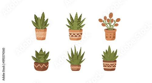 Collection of potted succulent plants indoors.