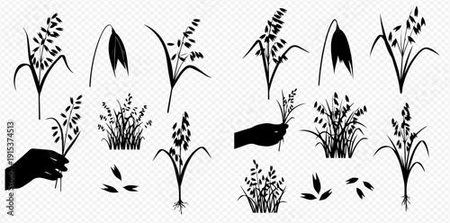 Set of oat, wheat, and rice plant silhouettes, including seeds and a hand holding a plant, on a transparent background.