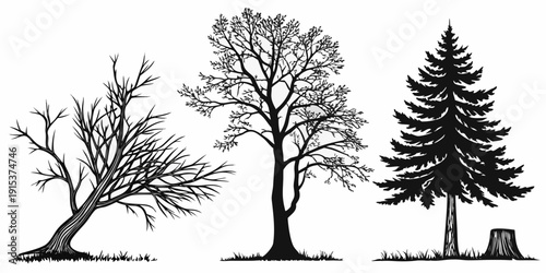 Three distinct trees showcasing the diversity of nature's foliage and growth patterns Vector