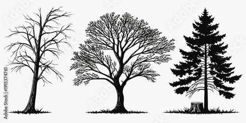 Three distinct trees standing in a row against a white background Vector