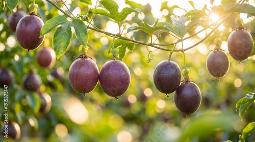 Plusieurs fruits de la passion violets mûrs suspendus à une liane dans un verger ensoleillé avec une lumière naturelle à contre-jour et un arrière-plan flou