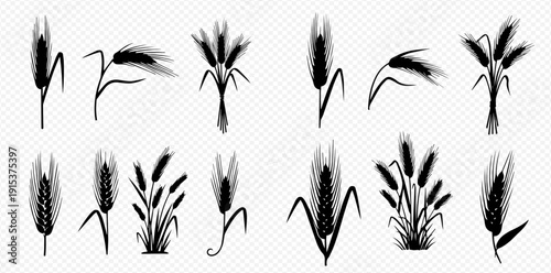 Set of black silhouettes of wheat, rye, and barley ears and stalks, isolated on a transparent background.