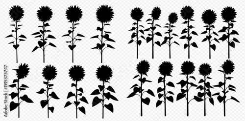 Collection of black sunflower silhouettes on a transparent background, perfect for design elements and agricultural themes.